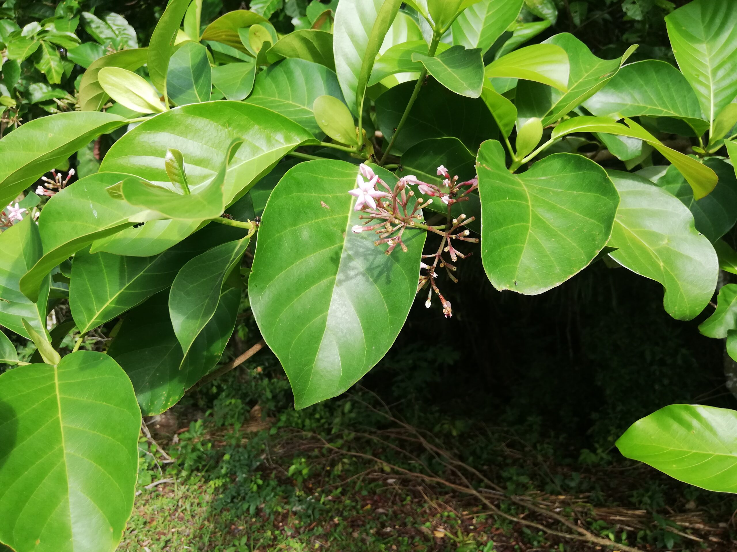 biodiversità